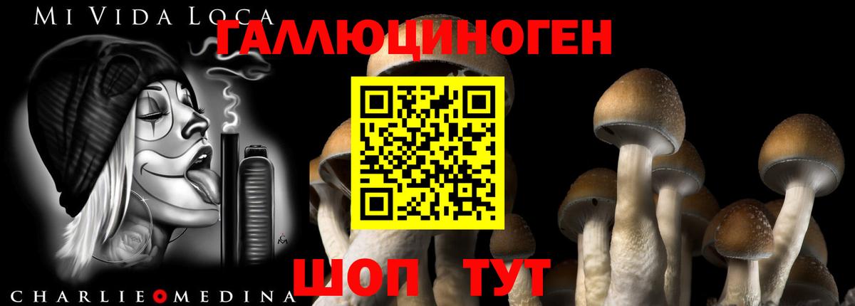 Курчатов  Галлюциногенные грибы Psilocybe  Вход с VPN 